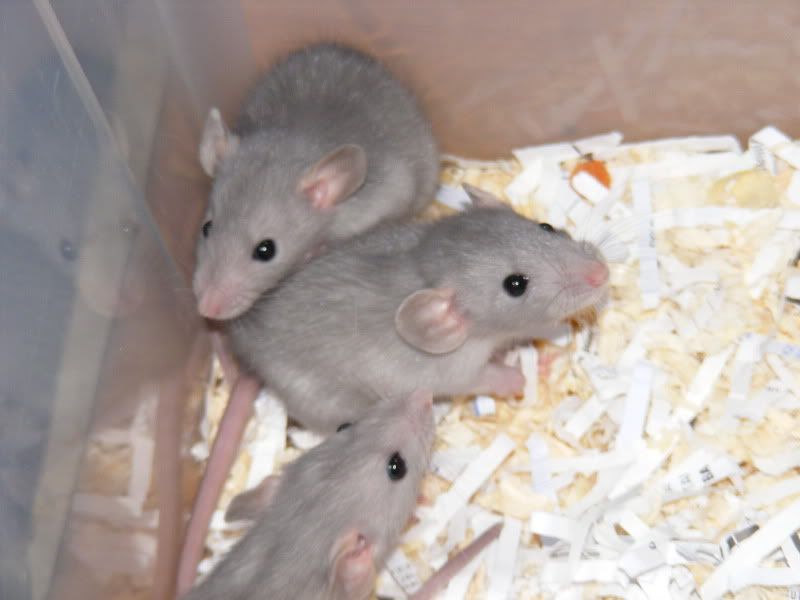 E Midlands Baby Dumbo Blue Rats for Sale Reptile Forums